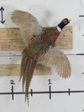 Lifesize Flying Pheasant TAXIDERMY