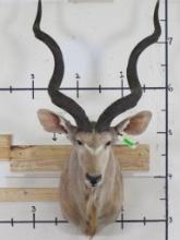 Kudu Sh Mt TAXIDERMY