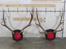 2 Elk Racks on Matching Plaques (ONE$) TAXIDERMY