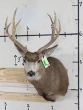 9Pt Mule Deer Sh Mt TAXIDERMY