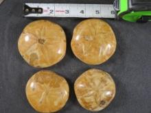 4 Beautifully Polished Sea Urchin/Sand Dollar Fossils from Madagascar ROCKS,MINERALS,FOSSILS