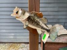 Large mouth Bass, - Real skin, 21 inches long X 7 inches wide, on wood panel, great fish taxidermy/l