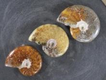 3 Beautifully Polished Whole Sutured Ammonite Fossils from Madagascar ROCKS,MINERALS,FOSSILS
