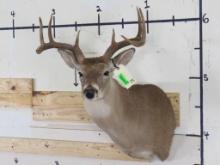 8 Pt Whitetail Sh Mt TAXIDERMY