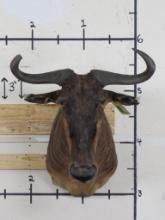 Wildebeest Sh Mt TAXIDERMY