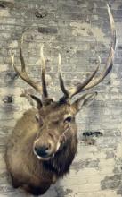 Large 5x5 Taxidermy Elk Mount