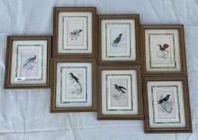 Antique Hummingbird Prints by Sir William Jardine Set of 7