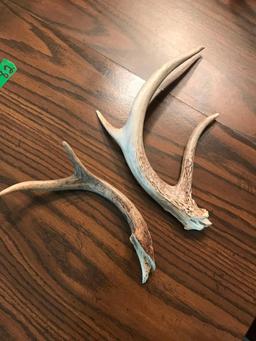 2- deer horns