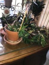 3- live plants= Aloe