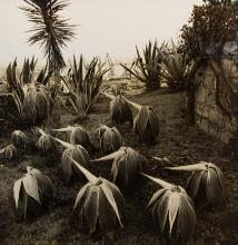 Joan Fontcuberta (Spanish, b.1955) 'Costa Llobero Garden, Barcelona' Silver Gelatin Print