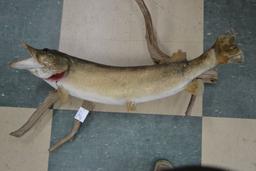 Mounted on Wood Fresh Water Pike; 32" Long; Rough Condition