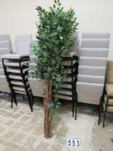 7' Ficus Tree Clump without planter