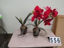 Pair of Amaryllis in Ceramic Pots