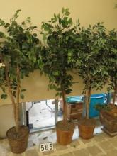 6' Ficus Tree in Wicker Planter