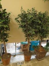 6' Varigated Ficus Tree in Wicker Planter