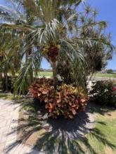 Small Palm Tree in Back Yard