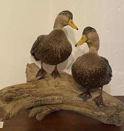 AMAZING DIORAMA OF A PAIR OF FEMALE DUCKS