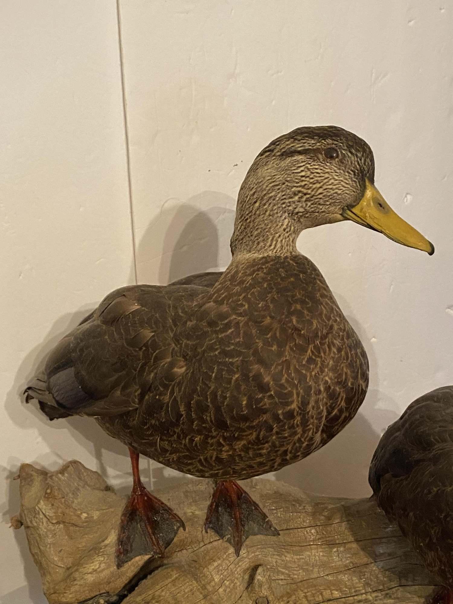 AMAZING DIORAMA OF A PAIR OF FEMALE DUCKS