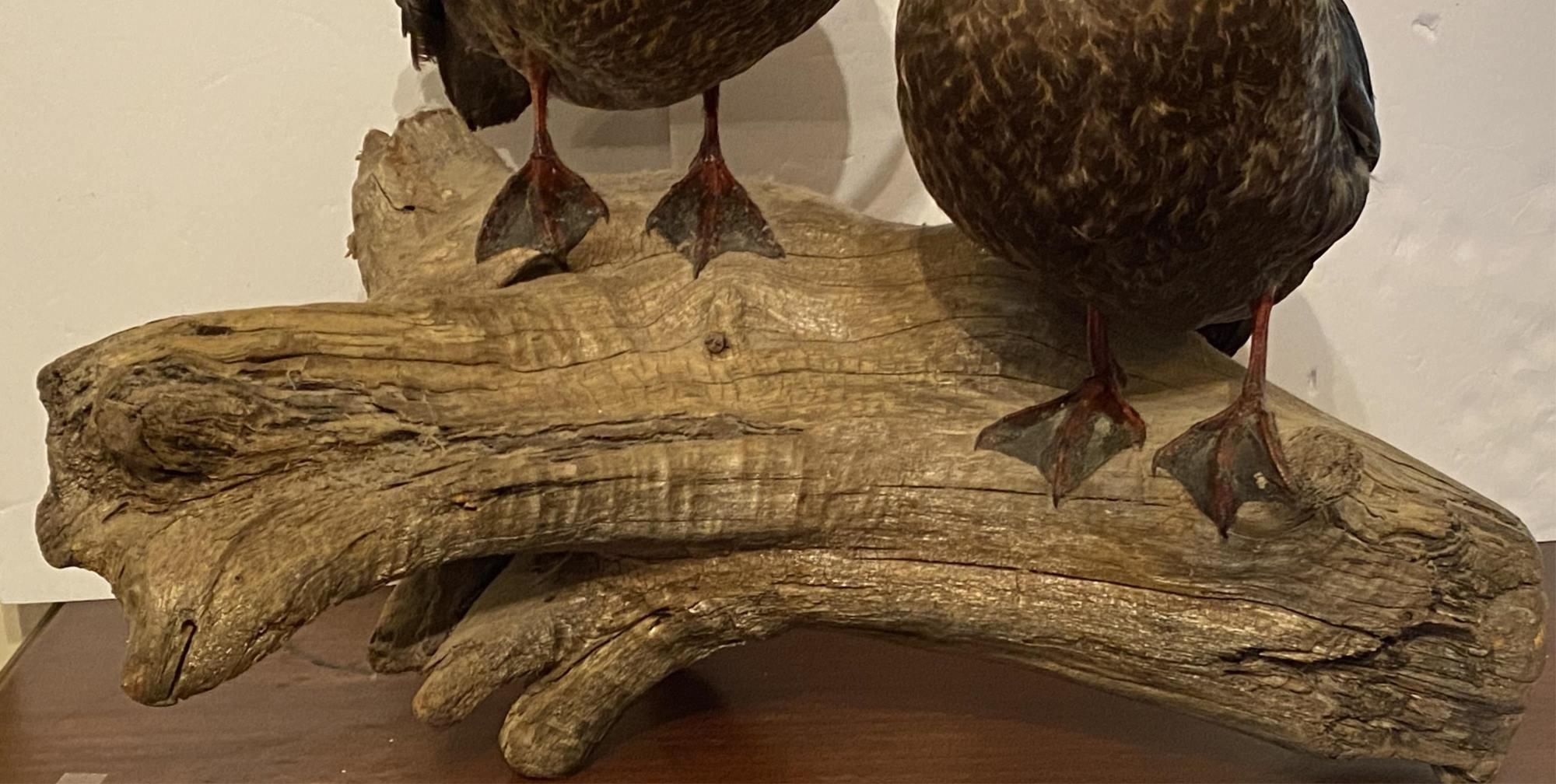 AMAZING DIORAMA OF A PAIR OF FEMALE DUCKS