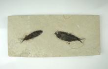 Large! 13" long x 5 3/4" wide slab with two fossil fish, largest of which is 4 3/8".