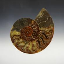 5 1/2" Fossil Ammonite nicely cut and polished. 145-165 million years old.