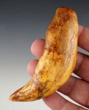 Rare! 4" Fossil Cave Bear Tooth in very nice condition.