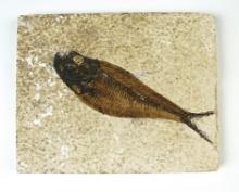 4 3/16" Fish Fossil on a 4 3/4" x 3 3/4" Slab. Recovered from the Kemmerer Flats in Wyoming.