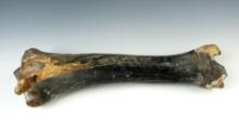 14 1/8" long extinct Ice Age horse fossil femur bone that is 45,000-30,000 years old. England.