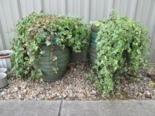 Pair of Large Green Glazed Planters with Live Ivy