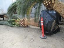 Lot Of (1) Date Palm Tree