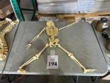 ACADEMIC HUMAN SKELETON MODEL