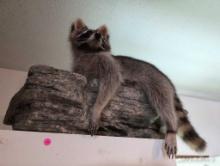 (DEN) RACCOON TAXIDERMY DISPLAYED ON FAUX. ROCK. MADE TO BE HUNG ON THE WALL. IT MEASURES 30"W X