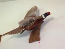 (DR) TAXIDERMY WALL MOUNT, RING NECKED PHEASANT, APPROX 31" FROM TAIL TO BEAK. DRIFTWOOD MOUNT,