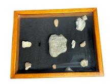 Box and Collection of Fossilized Rocks