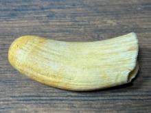 Antique, Old Unworked Ivory Whale Tooth for Scrimshaw