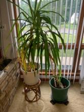 2 Live Palm Tree Plants