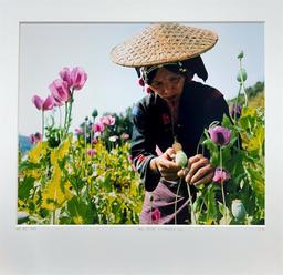 Lam Duc Hien Laos Rï¿½gion du triangle d'or Travel Flowers Asia Nature