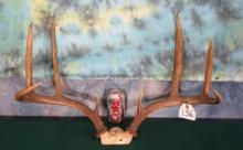 Big 8pt. South Texas Whitetail Deer Antlers Taxidermy