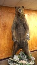Boone & Crockett 10ft. Standing Brown Bear Full Body Taxidermy Mount