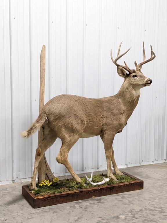 Full Body 9-Point Mule Deer Buck on Habitat Base