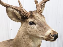 Full Body 9-Point Mule Deer Buck on Habitat Base