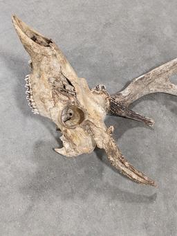 Abnormal 4-Point White Tail Deer Skull